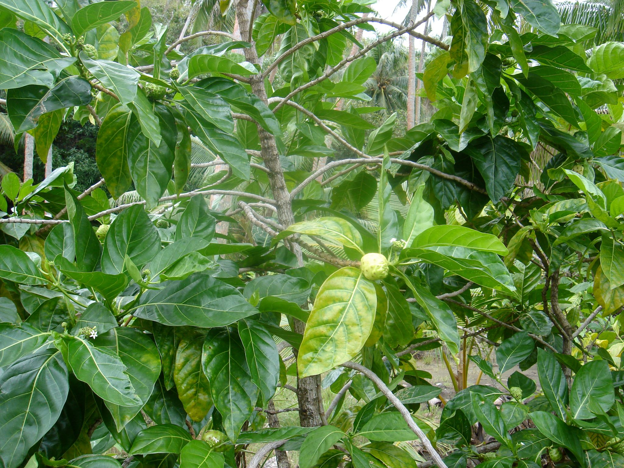 DSC03993