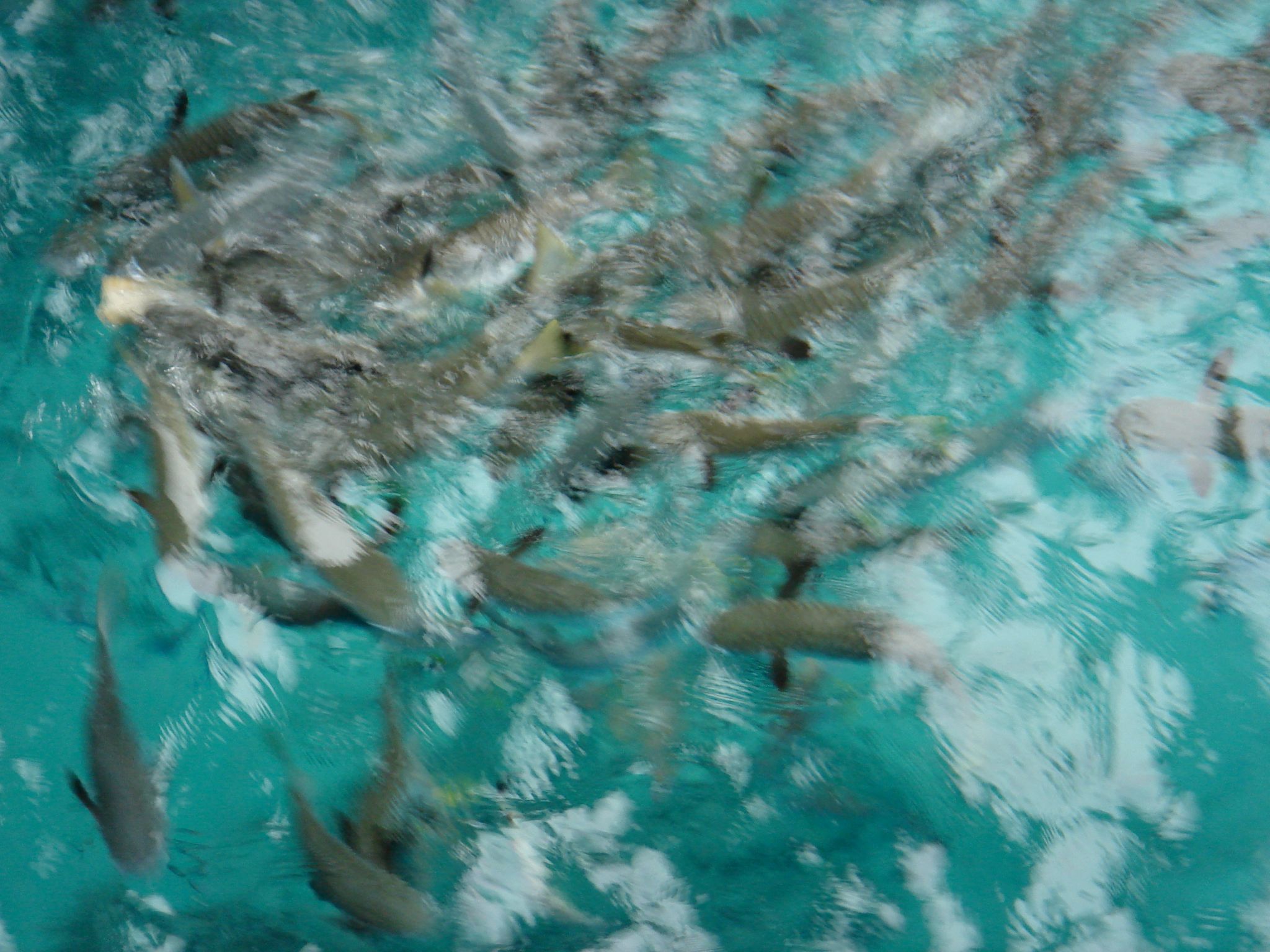 DSC03675
