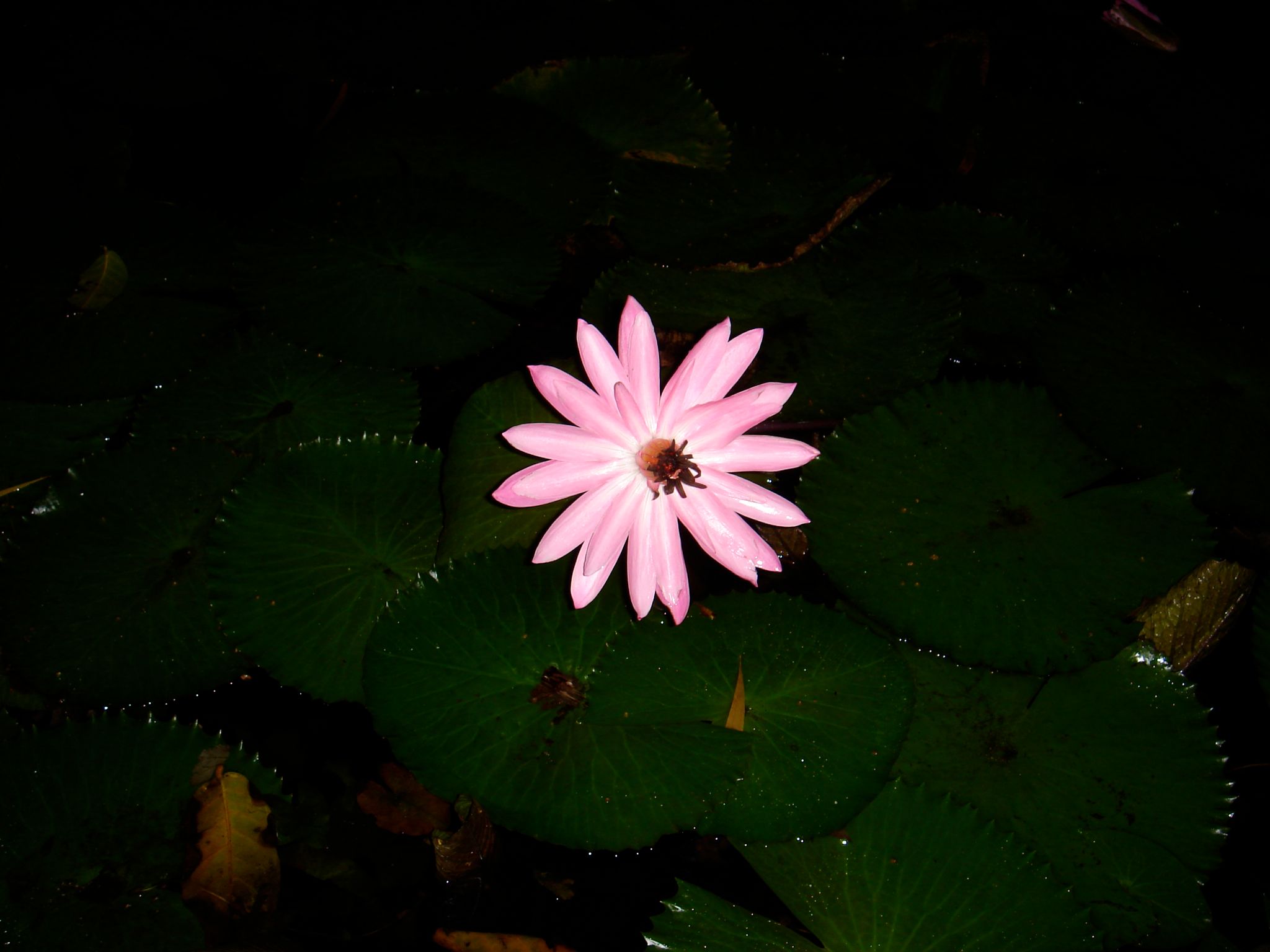 DSC03705