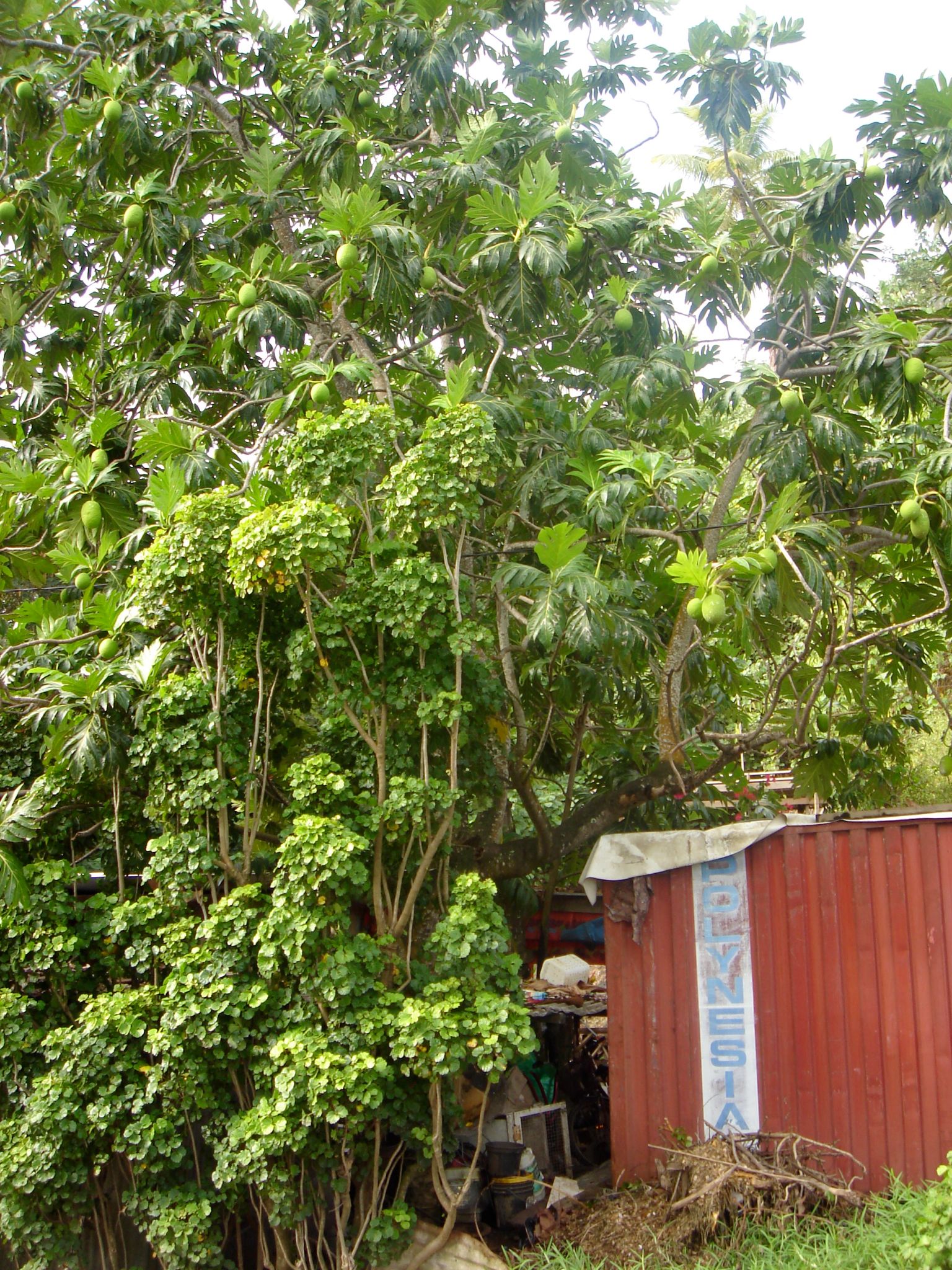 DSC03726