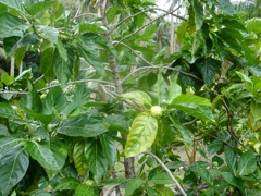 DSC03993