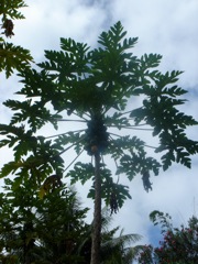 DSC03999