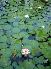 DSC04156.JPG
