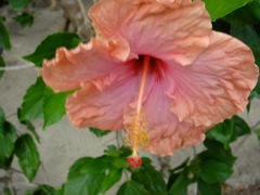 DSC03649