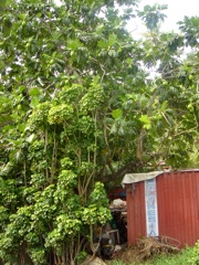 DSC03726