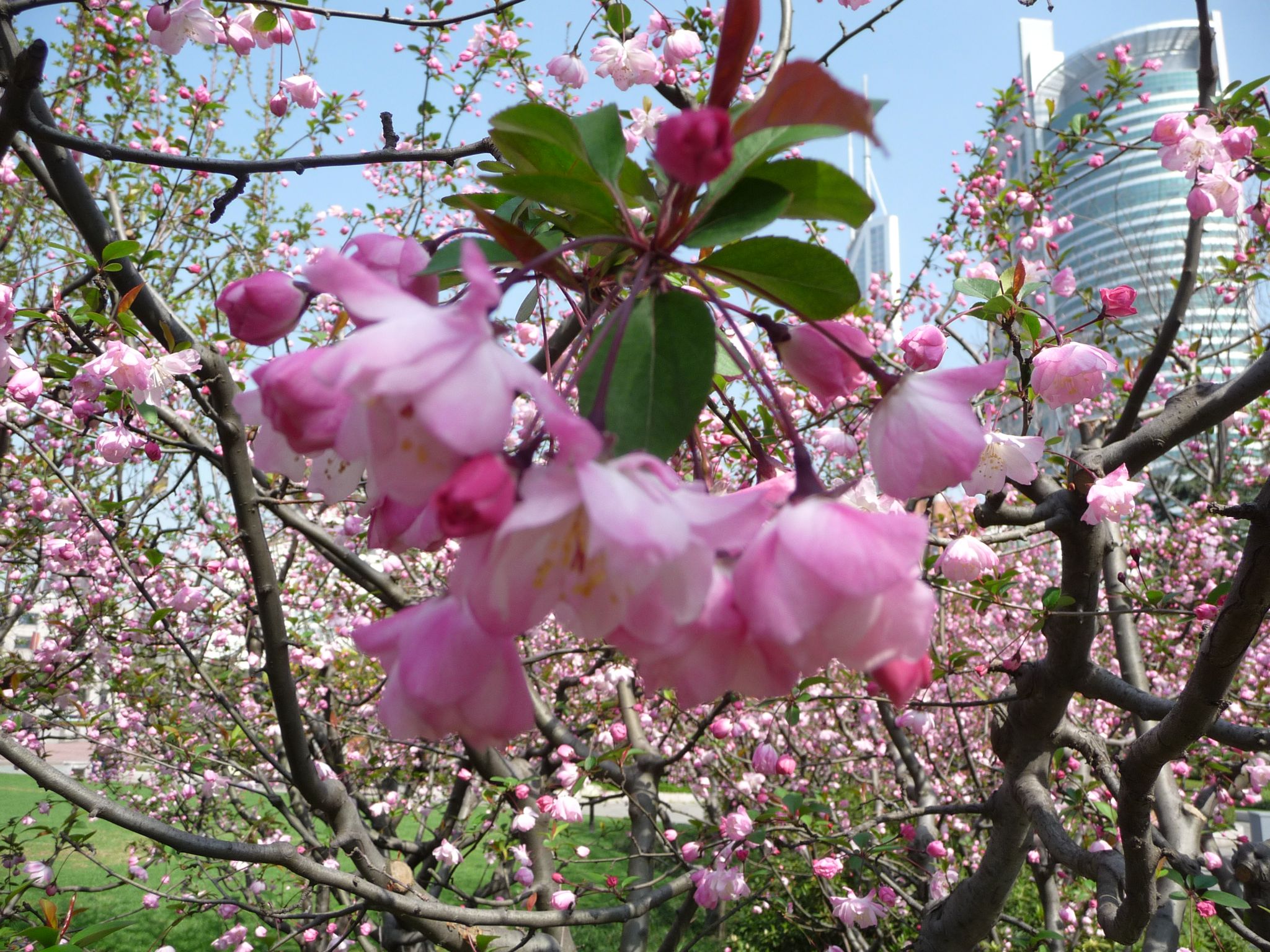People's Park cherry blossoms