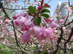 People's Park cherry blossoms