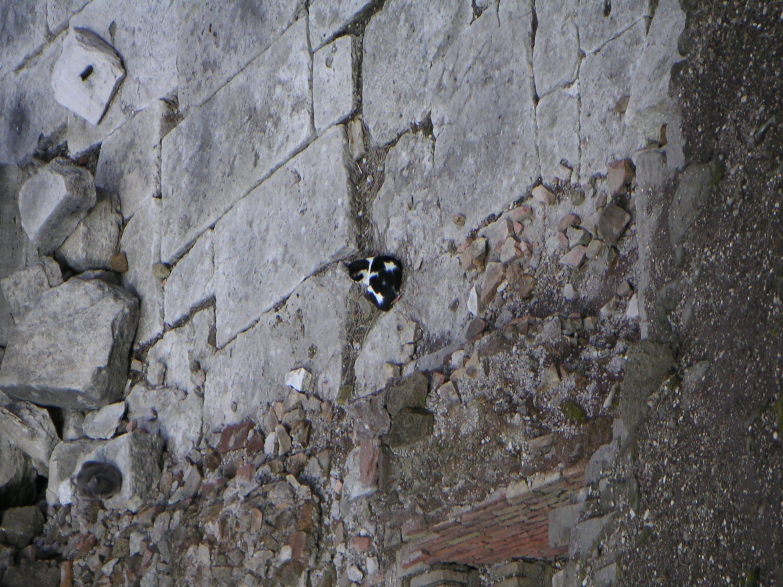 Area Sacre dAgentina: cats