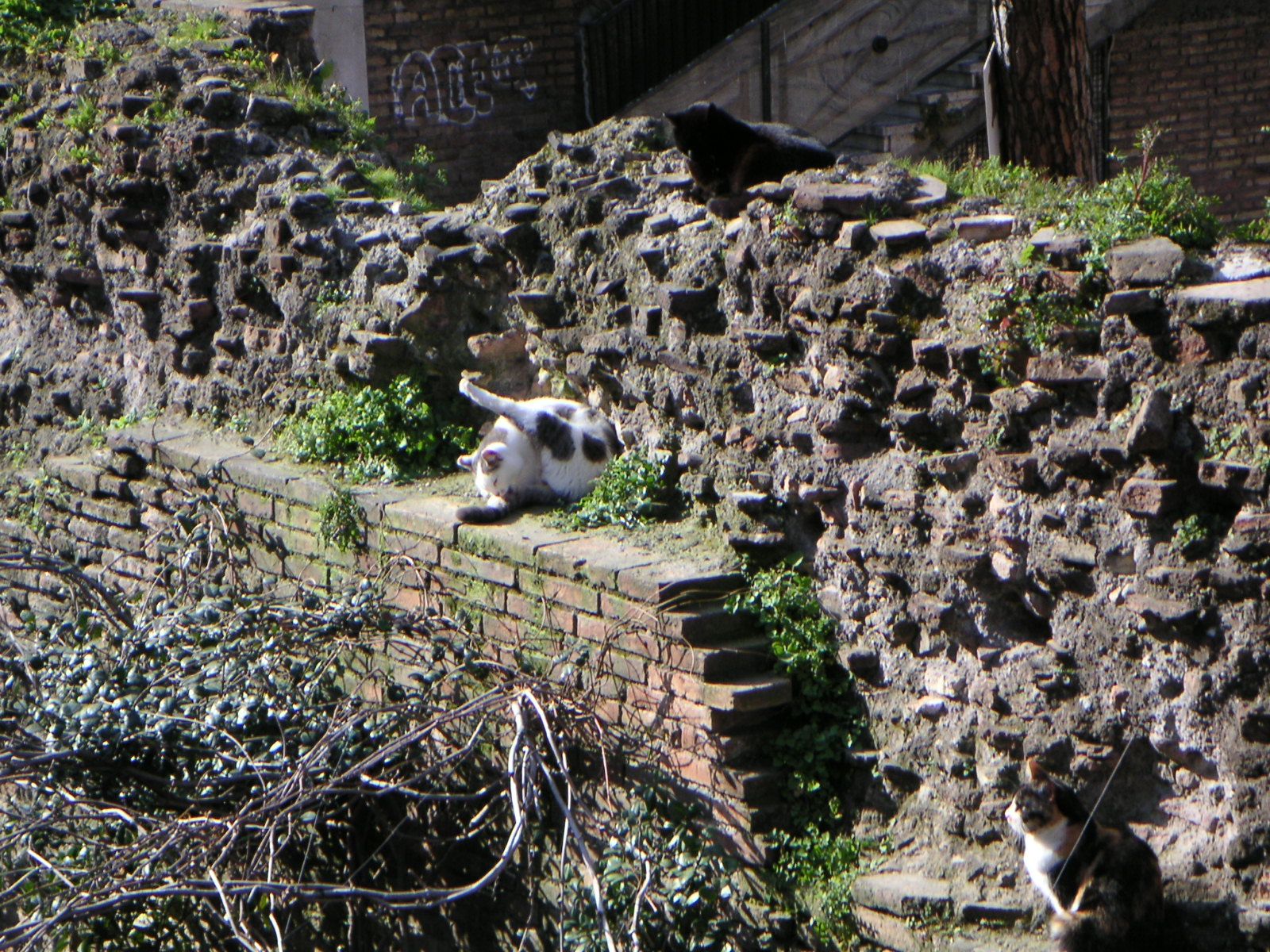 Area Sacre d. Argentina cats