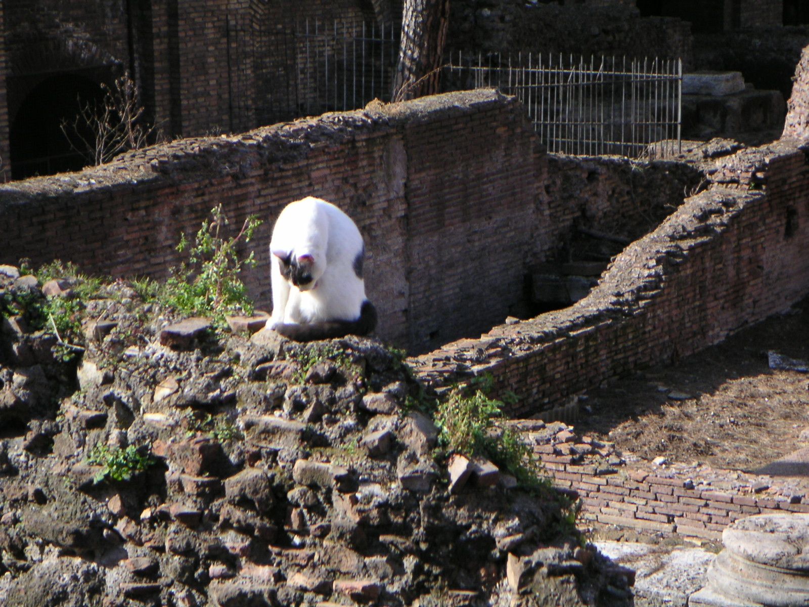 Area Sacre d. Argentina cat