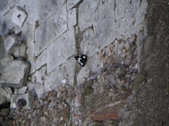 Area Sacre dAgentina: cats