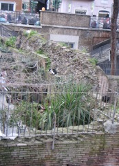 Area Sacre dAgentina: cats