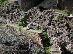 Area Sacre d. Argentina cats