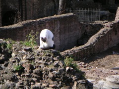 Area Sacre d. Argentina cat