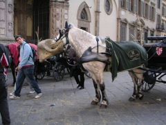Firenze- Piazza d. S. Giovani